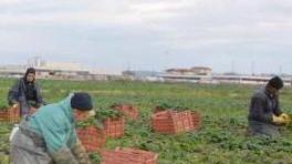 Caporalato in agricoltura serve un marchio etico