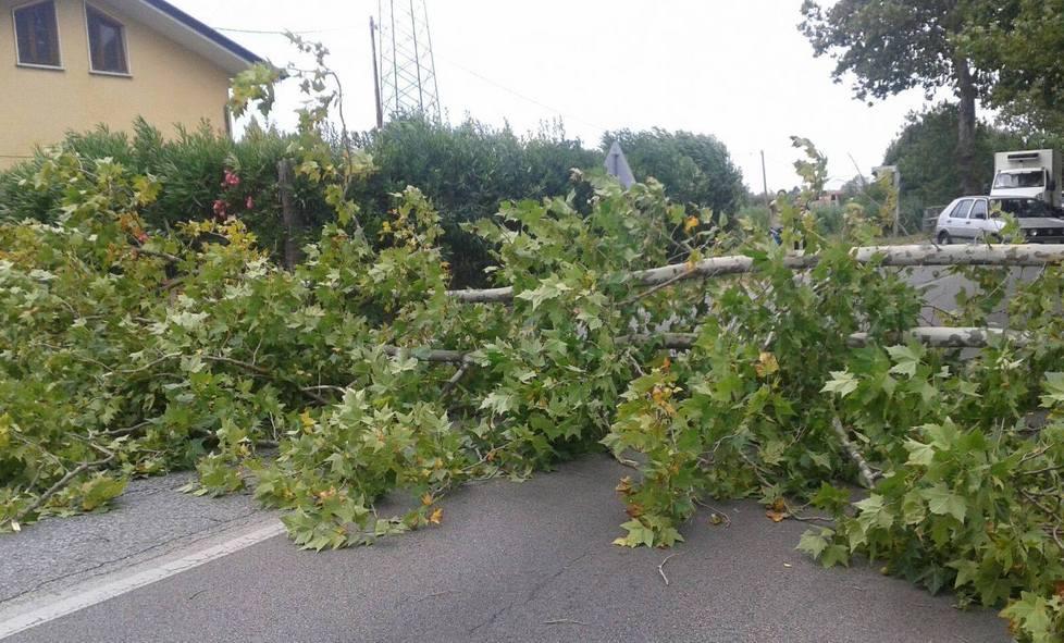 Albero cade lungo la Sarzanese