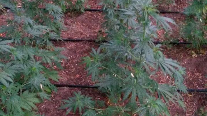Scoperta maxi piantagione di cannabis 