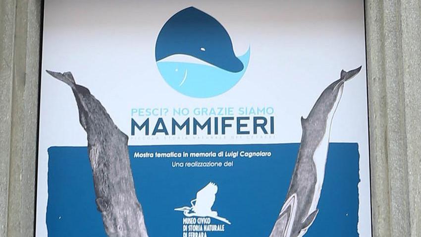 “La serata della balena”, musica e letture