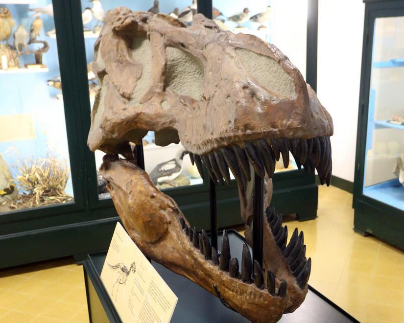 il percorso evolutivo