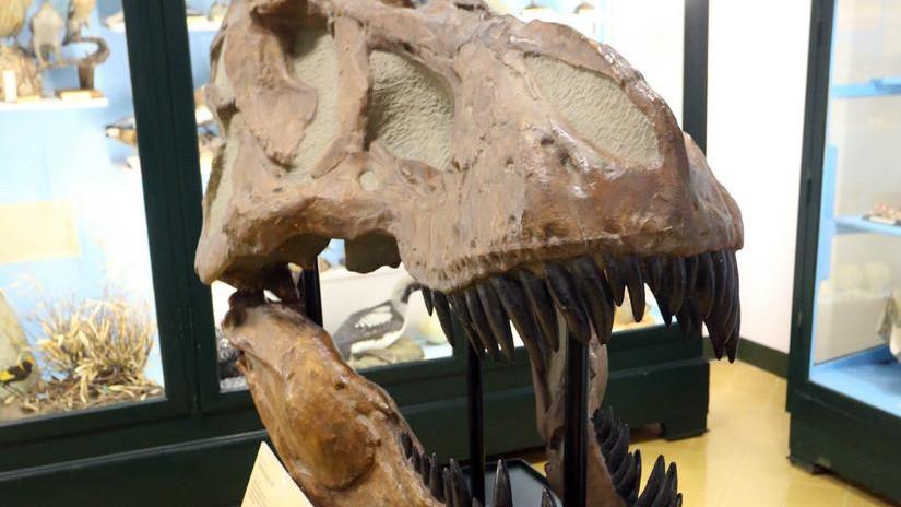 il percorso evolutivo