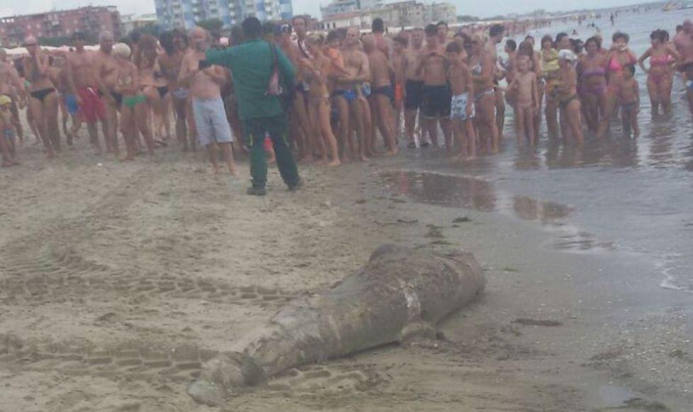 Recuperato delfino morto di 2 quintali 