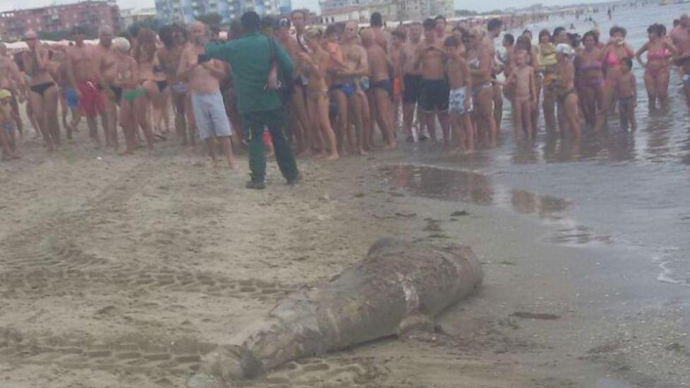 Recuperato delfino morto di 2 quintali