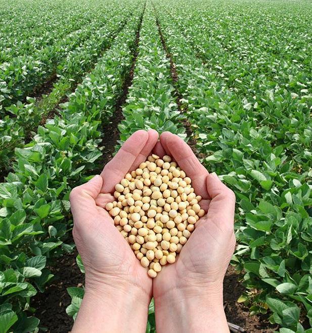 Ferrara lancia l’idea «Per la Soia ogm free serve il made in Italy» 