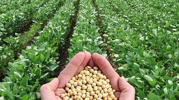 Ferrara lancia l’idea «Per la Soia ogm free serve il made in Italy»