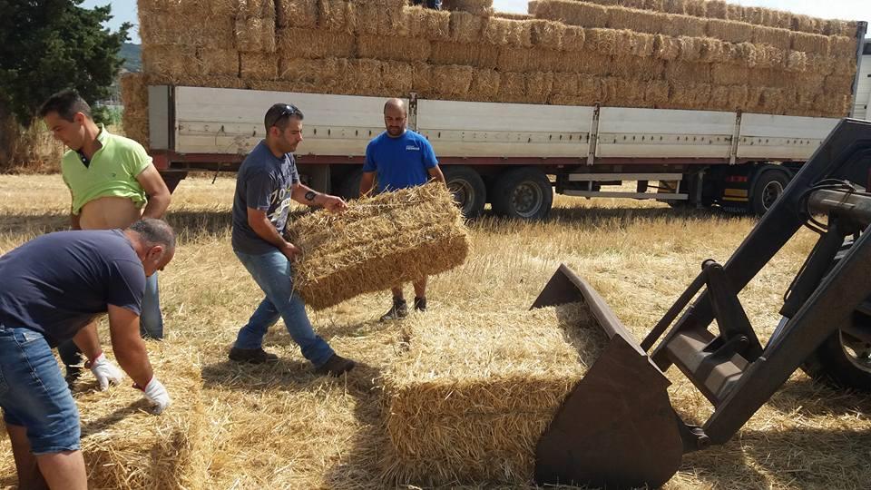 Cagliari, i camperisti sardi solidali coi pastori di Sedilo donano 500 balle di fieno