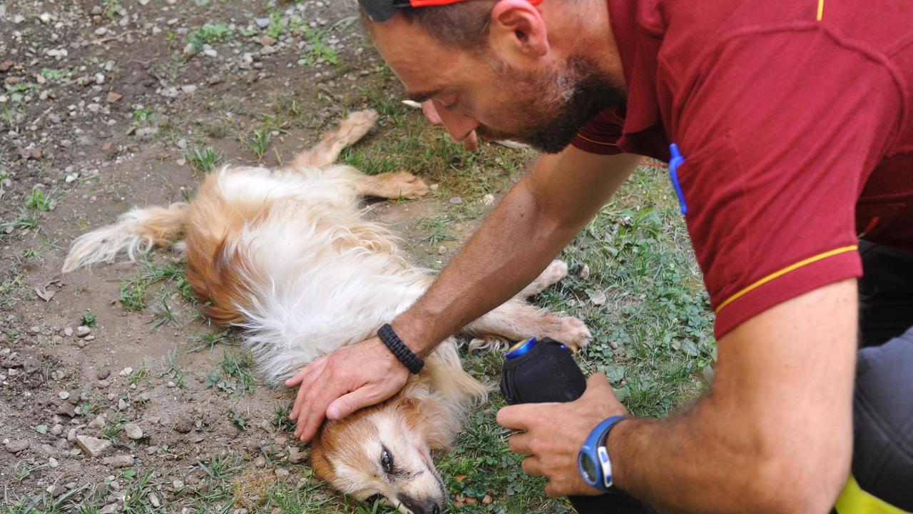 L'intervento al cane (foto Gori)