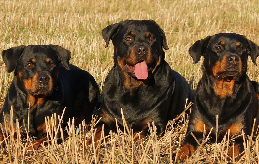 Tredici anni, azzannata dai suoi rottweiler 