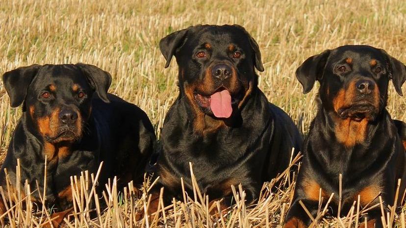 Tredici anni, azzannata dai suoi rottweiler
