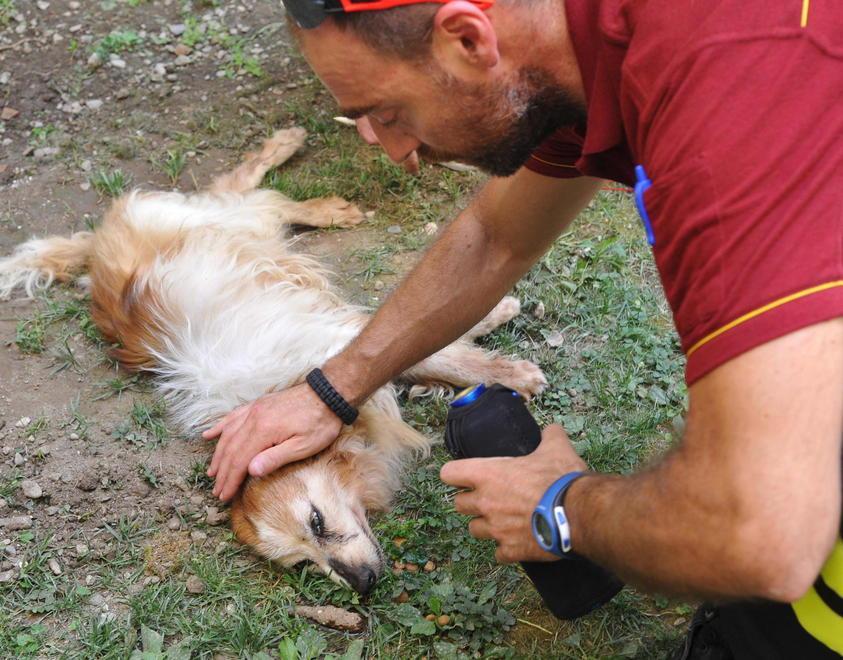 Morto il cagnolino meticcio soccorso dai vigili del fuoco 