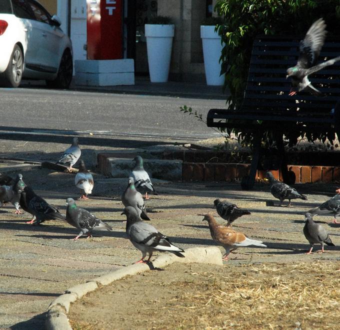 Sporcizia in piazza Mariano