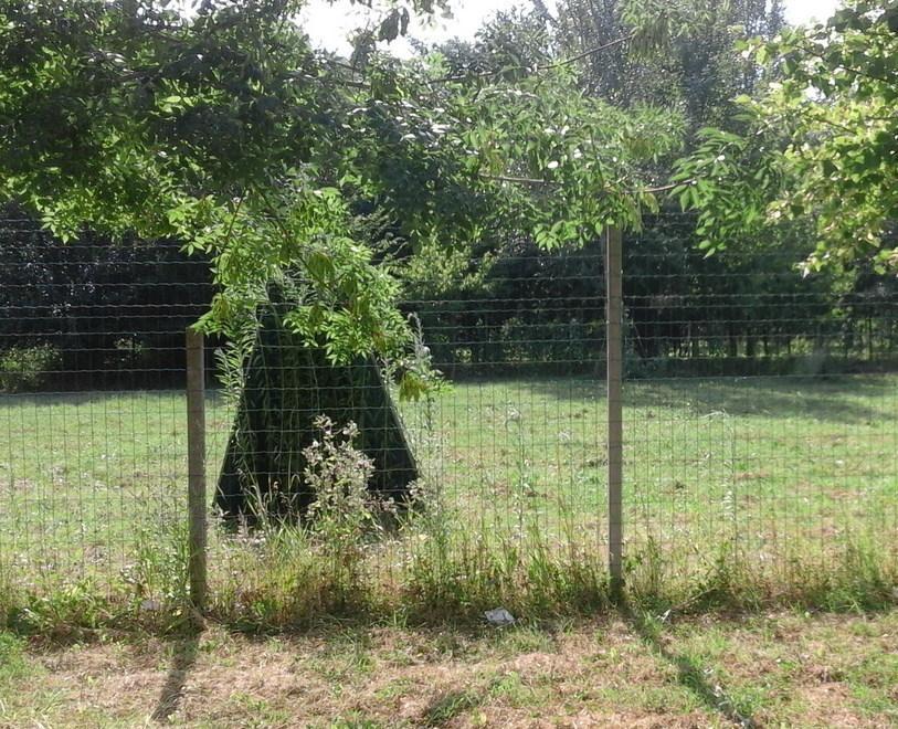 Sgambamento cani Un’area riservata a ponte Tagliapietra 