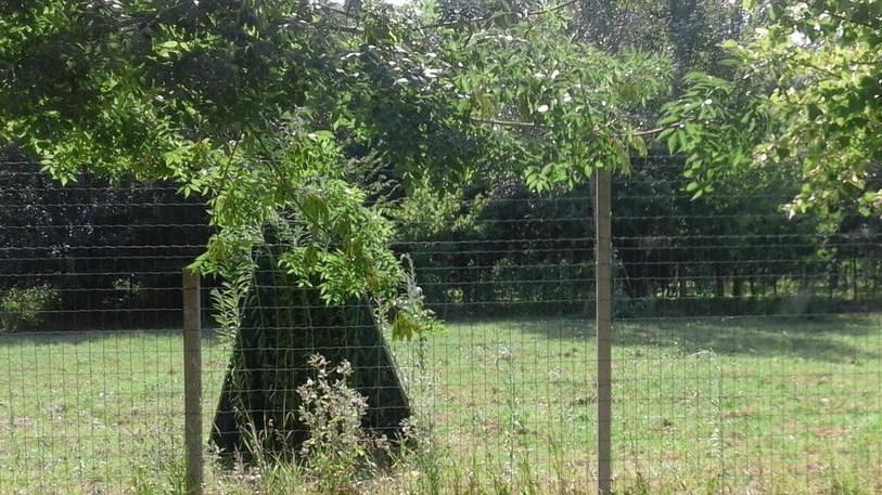 Sgambamento cani Un’area riservata a ponte Tagliapietra