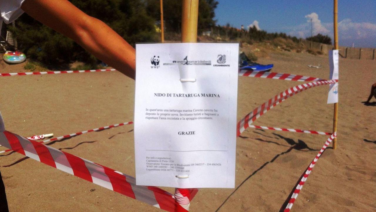 Attenzione, qui una tartaruga Caretta Caretta ha deposto le sue uova - L'avviso