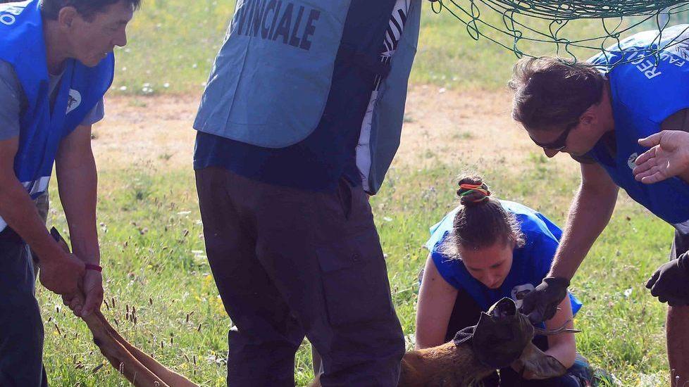 Campovolo, operazione capriolo nell'area dell'aeroporto