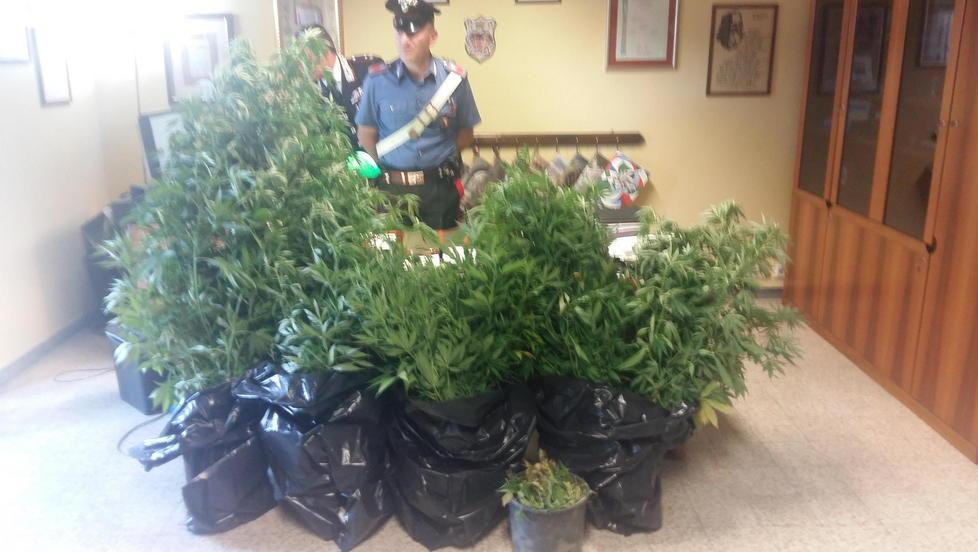 Nascoste tra pomodori e zucchine c’erano diciotto piante di cannabis 