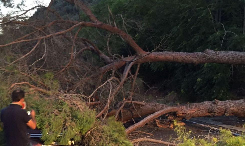 Rimosso il pino crollato a Scala di Giocca