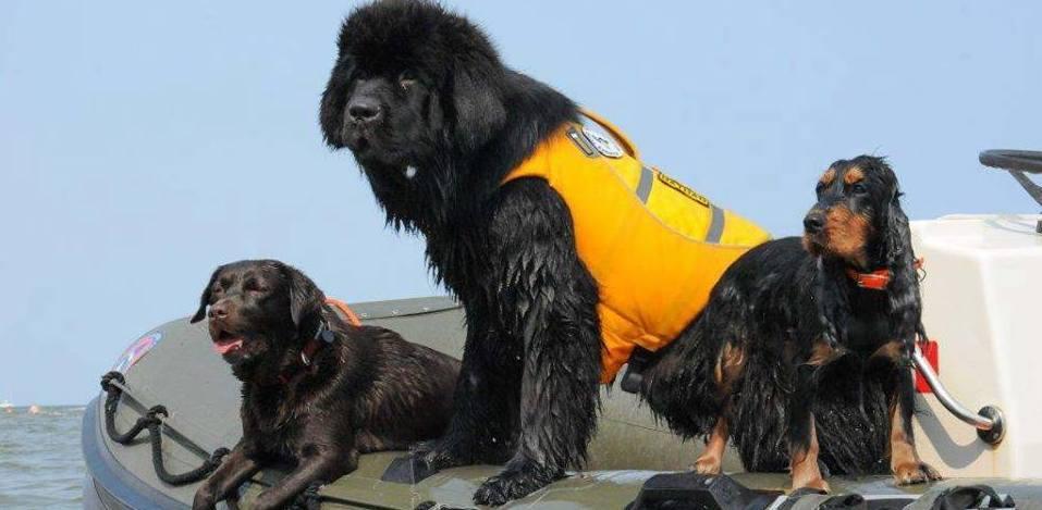 Il miglior amico dell’uomo che evita tante tragedie 