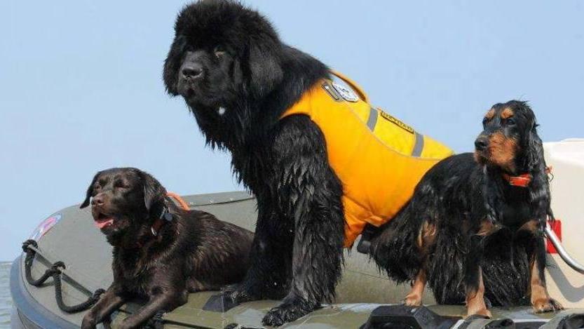 Il miglior amico dell’uomo che evita tante tragedie