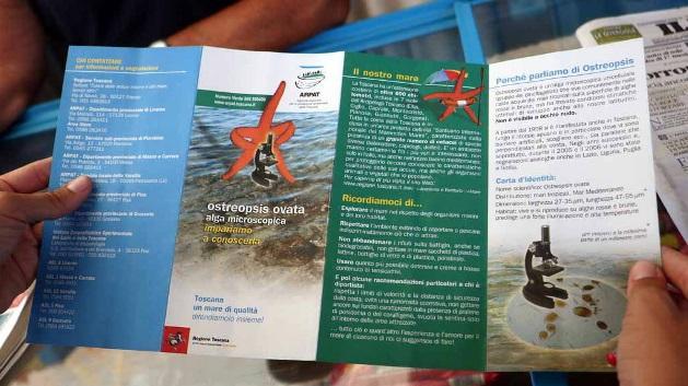 Alga tossica? No problem. "Ci infastidisce di più lo sporco sull’arenile"