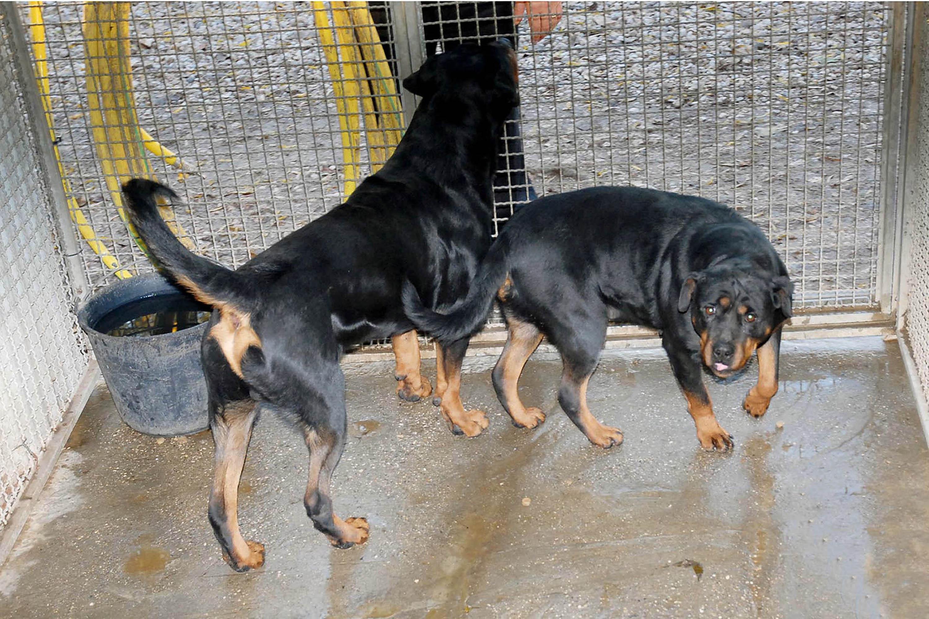 Due esemplari di rottweiler (archivio)