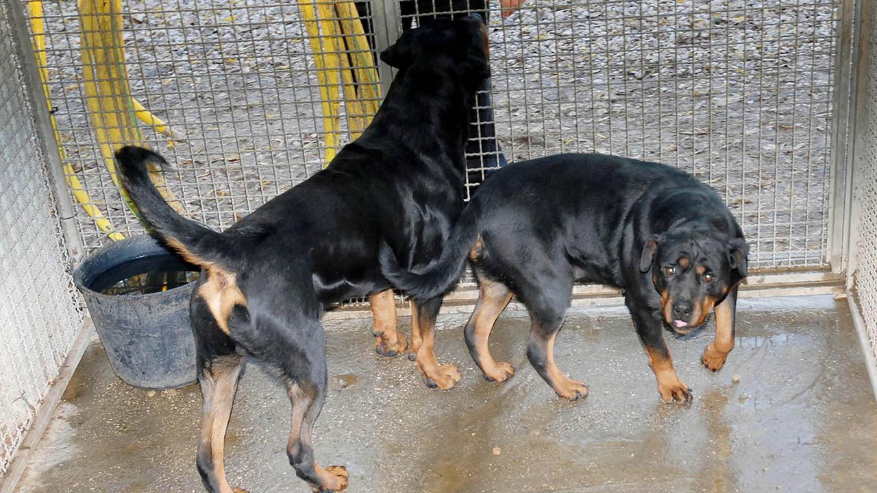 Due esemplari di rottweiler (archivio)