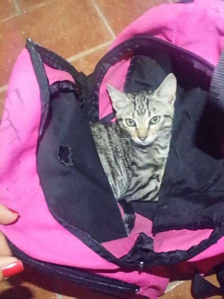 Il gatto dentro lo zaino 