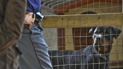 Ragazzina azzannata dai cani indagati la madre e il compagno