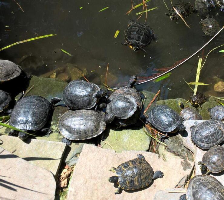 Tartarughe troppo feroci svuotata la vasca al Pasquini 