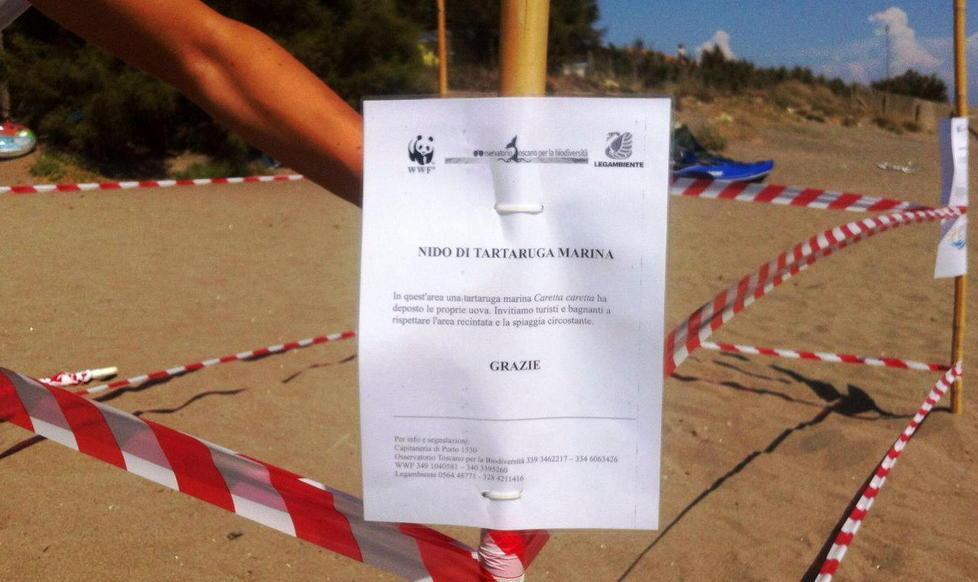 Una tartaruga Caretta fa il nido a Capalbio