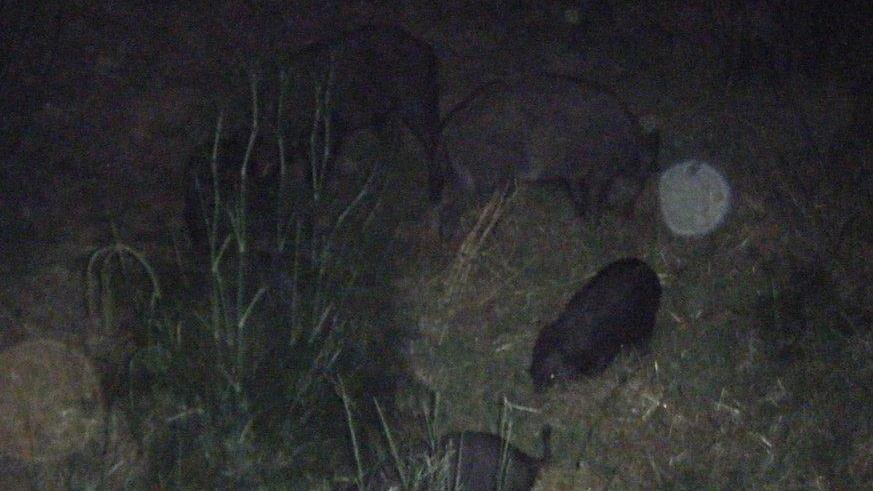 Sorpresa in notturna Famiglia di cinghiali fa una visitina al prof