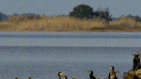 Troppi cormorani Coldiretti plaude agli abbattimenti