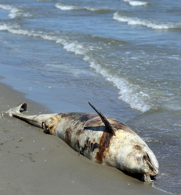 Il mistero del delfino trovato morto spiaggiato due volte