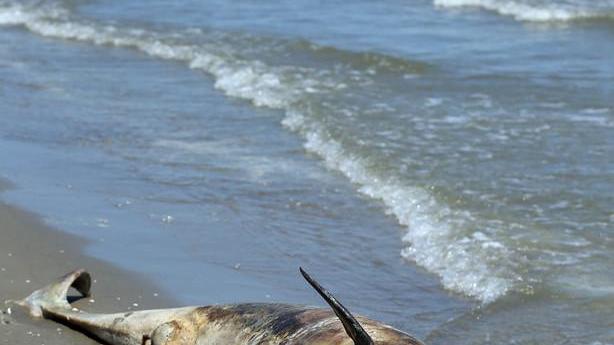 Il mistero del delfino trovato morto spiaggiato due volte