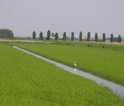 La disfida del riso questa sera al Dosso 