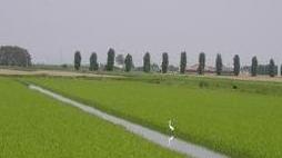 La disfida del riso questa sera al Dosso