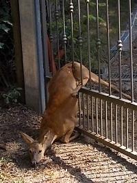 Capriolo bloccato nel cancello Viene liberato ma muore 