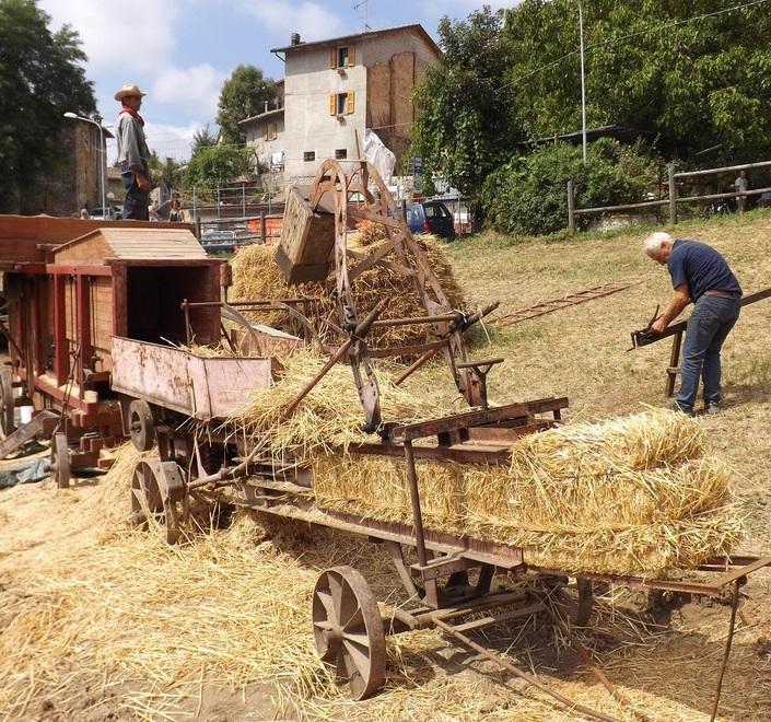 Le fatiche della trebbiatura in montagna sono una festa 