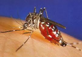 Il virus West Nile trovato a Campegine: test sui donatori Avis 