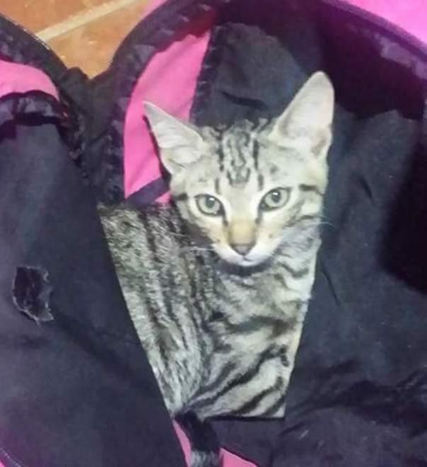 Chiuso in uno zaino trovato un gattino alla Ferruzza 