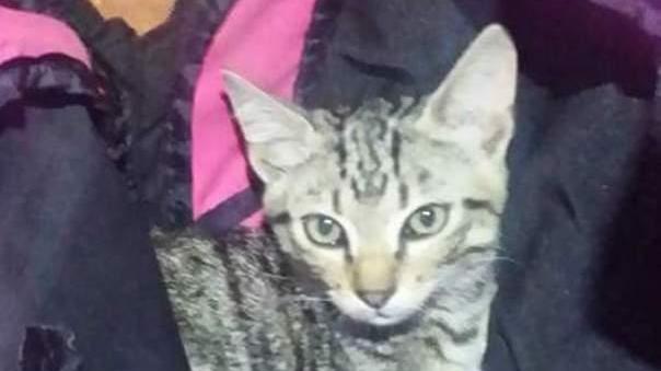 Chiuso in uno zaino trovato un gattino alla Ferruzza