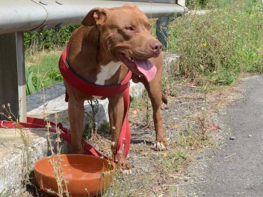 Pronto soccorso veterinario, ancora un nulla di fatto