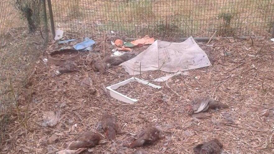 Le Piane, strage di fagiani e pernici