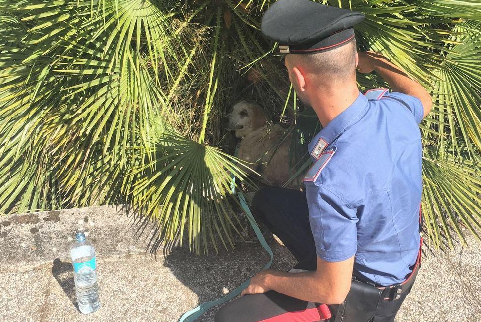 Cane abbandonato e malato salvato dai carabinieri