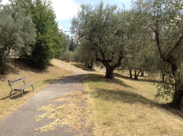 L'oliveta dove è stato trovato morto il messicano (foto Batavia)