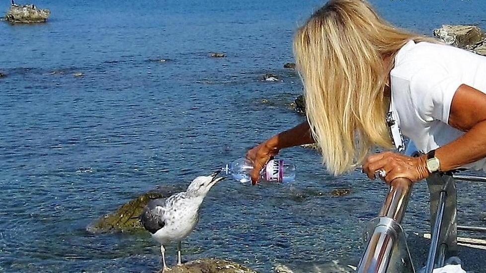 Nella, giovane gabbiana, prende l’acqua dalla signora Stefania