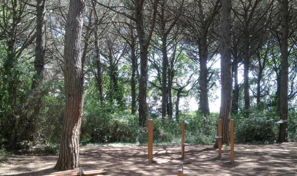 Pulizia della pineta, volontari a raccolta