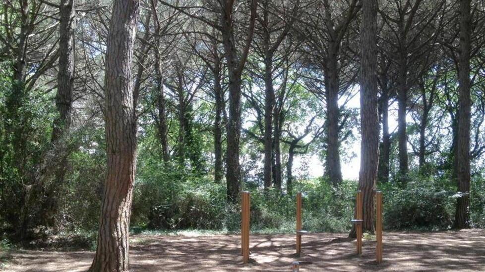 Pulizia della pineta, volontari a raccolta