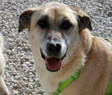 Scomparsi coniglietta e canina 